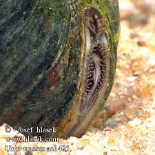 Attēlu rezultāti vaicājumam “Unio crassus”