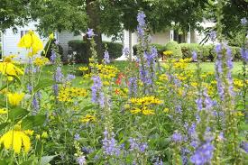 Image result for Campanula americana