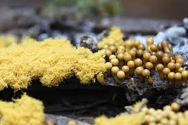 Attēlu rezultāti vaicājumam “Oligonema favogineum spores”