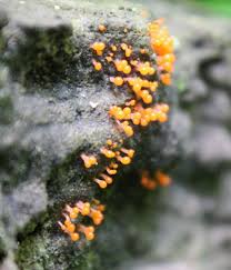 Attēlu rezultāti vaicājumam “Hemitrichia decipiens spores”