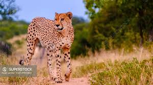 Afbeeldingsresultaat voor cheeta