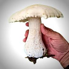 Image result for macrocybe titans