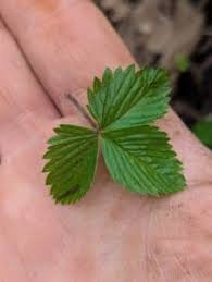 Attēlu rezultāti vaicājumam “Fragaria vesca leaf”