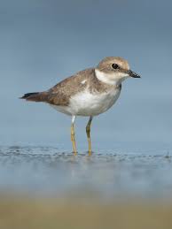 Attēlu rezultāti vaicājumam “Charadrius dubius”