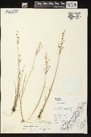 Attēlu rezultāti vaicājumam “Juncus alpinoarticulatus”