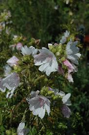 Attēlu rezultāti vaicājumam “Malva moschata alba flower”