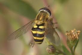 Attēlu rezultāti vaicājumam “Syrphus torvus”