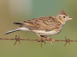 Attēlu rezultāti vaicājumam “Alauda arvensis adult”