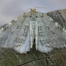 Attēlu rezultāti vaicājumam “Epirrita sp.”