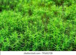 Attēlu rezultāti vaicājumam “Polytrichum commune var. perigoniale”