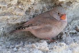 Image result for Bucanetes githagineus