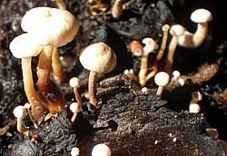 Attēlu rezultāti vaicājumam “Collybia sp.”