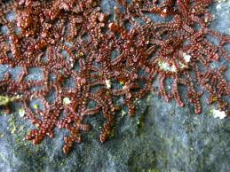 Attēlu rezultāti vaicājumam “Frullania fragilifolia”