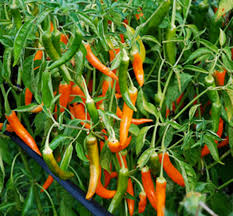 Afbeeldingsresultaat voor thai yellow hot pepper
