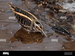 Image result for Lymnocryptes minimus