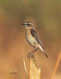 Attēlu rezultāti vaicājumam “Saxicola rubetra”