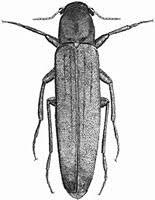 Attēlu rezultāti vaicājumam “Lymexylidae”