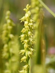 Attēlu rezultāti vaicājumam “Herminium monorchis”