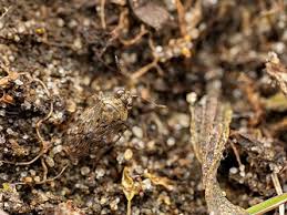 Attēlu rezultāti vaicājumam “Plagionotus detritus imago”