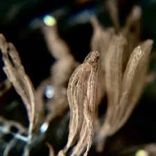 Attēlu rezultāti vaicājumam “Stemonitopsis hyperopta var. landewaldii young”