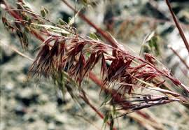 Attēlu rezultāti vaicājumam “Anisantha tectorum fruit”
