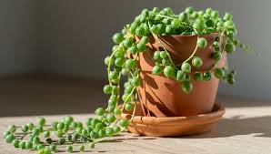 Attēlu rezultāti vaicājumam “Senecio”