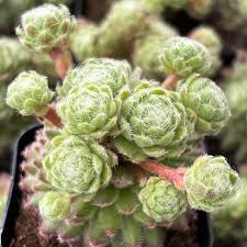 Attēlu rezultāti vaicājumam “Sedum pallidum”