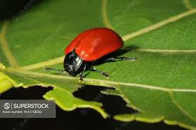 Attēlu rezultāti vaicājumam “Chrysomela populi”