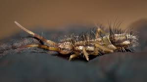 Attēlu rezultāti vaicājumam “Orchesella sp.”