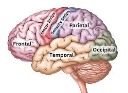 Image result for map of the brain
