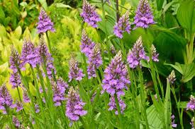 Attēlu rezultāti vaicājumam “Dactylorhiza maculata flower”