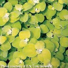 Image result for Helichrysum lindleyii