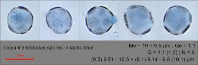 Attēlu rezultāti vaicājumam “Licea minima spores”