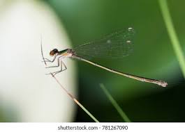 Attēlu rezultāti vaicājumam “Nehalennia speciosa”