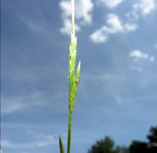 Attēlu rezultāti vaicājumam “Glyceria fluitans”