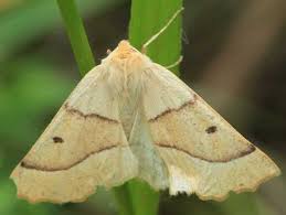 Attēlu rezultāti vaicājumam “Crocallis elinguaria imago”