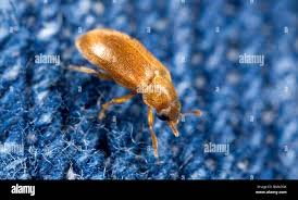 Attēlu rezultāti vaicājumam “Byturidae”