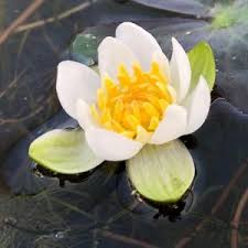 Attēlu rezultāti vaicājumam “Nymphaea candida flower”