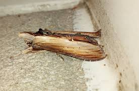 Attēlu rezultāti vaicājumam “Cucullia verbasci”