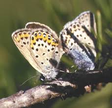 Attēlu rezultāti vaicājumam “Plebejus argus / Plebejus idas”