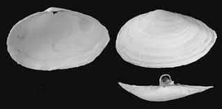 Attēlu rezultāti vaicājumam “Mya arenaria”