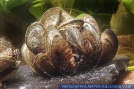 Attēlu rezultāti vaicājumam “Dreissena polymorpha”