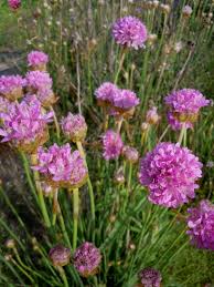 Attēlu rezultāti vaicājumam “Armeria vulgaris leaf”