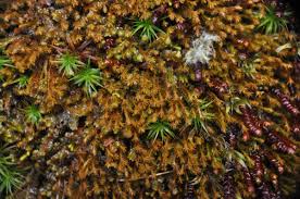 Attēlu rezultāti vaicājumam “Lophozia longidens”