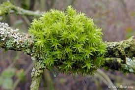 Attēlu rezultāti vaicājumam “Orthotrichum lyellii”