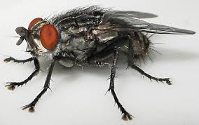 Attēlu rezultāti vaicājumam “Sarcophagidae”