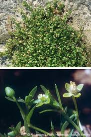 Attēlu rezultāti vaicājumam “Sagina procumbens leaf”