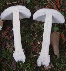 Attēlu rezultāti vaicājumam “Amanita”