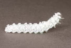 Attēlu rezultāti vaicājumam “Eriocampa ovata larva”