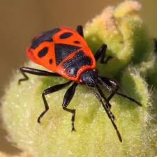 Attēlu rezultāti vaicājumam “Pyrrhocoris apterus imago”